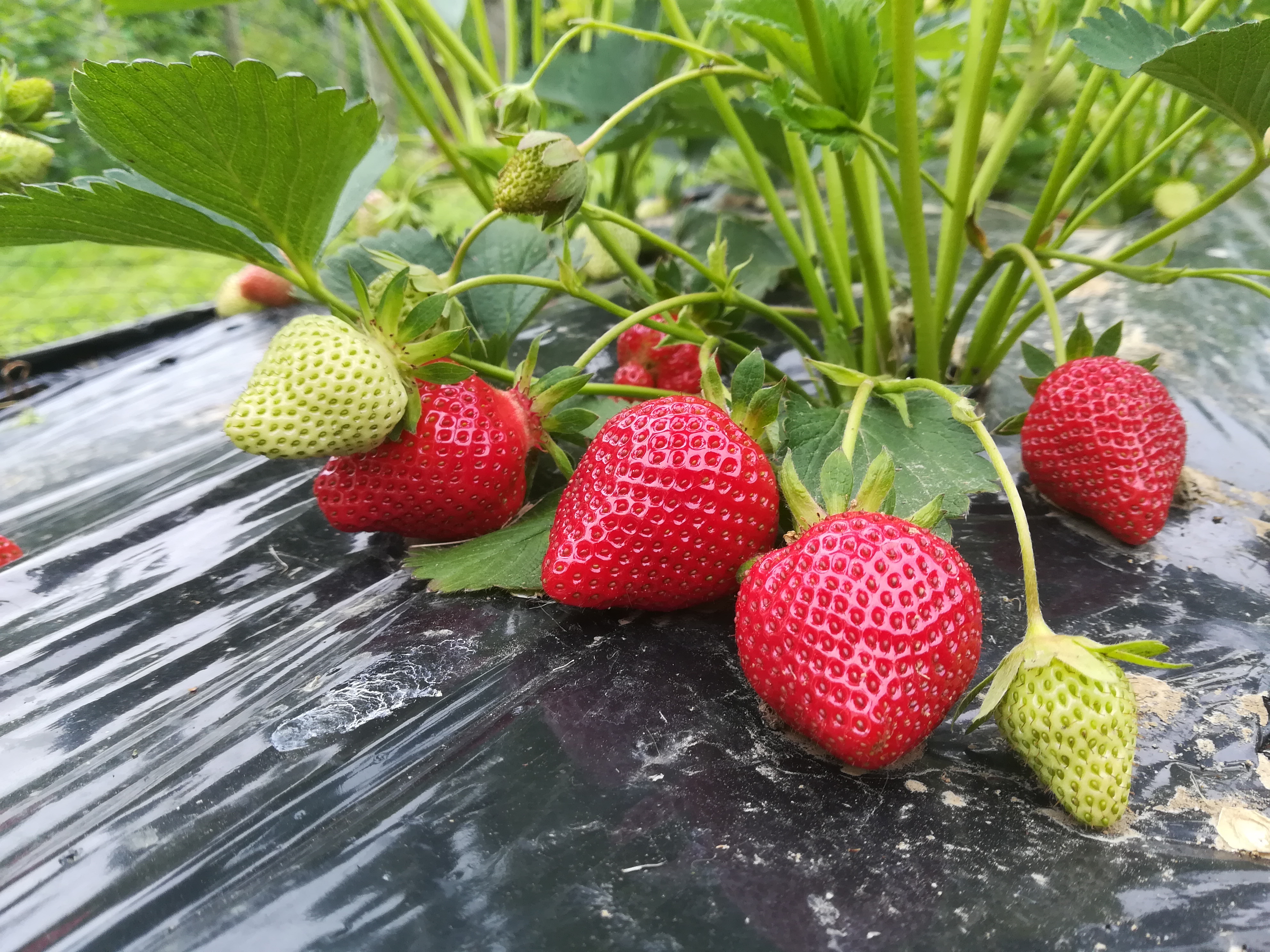 FR 26/5/2019 - Les premières fraises - 26/5/2019