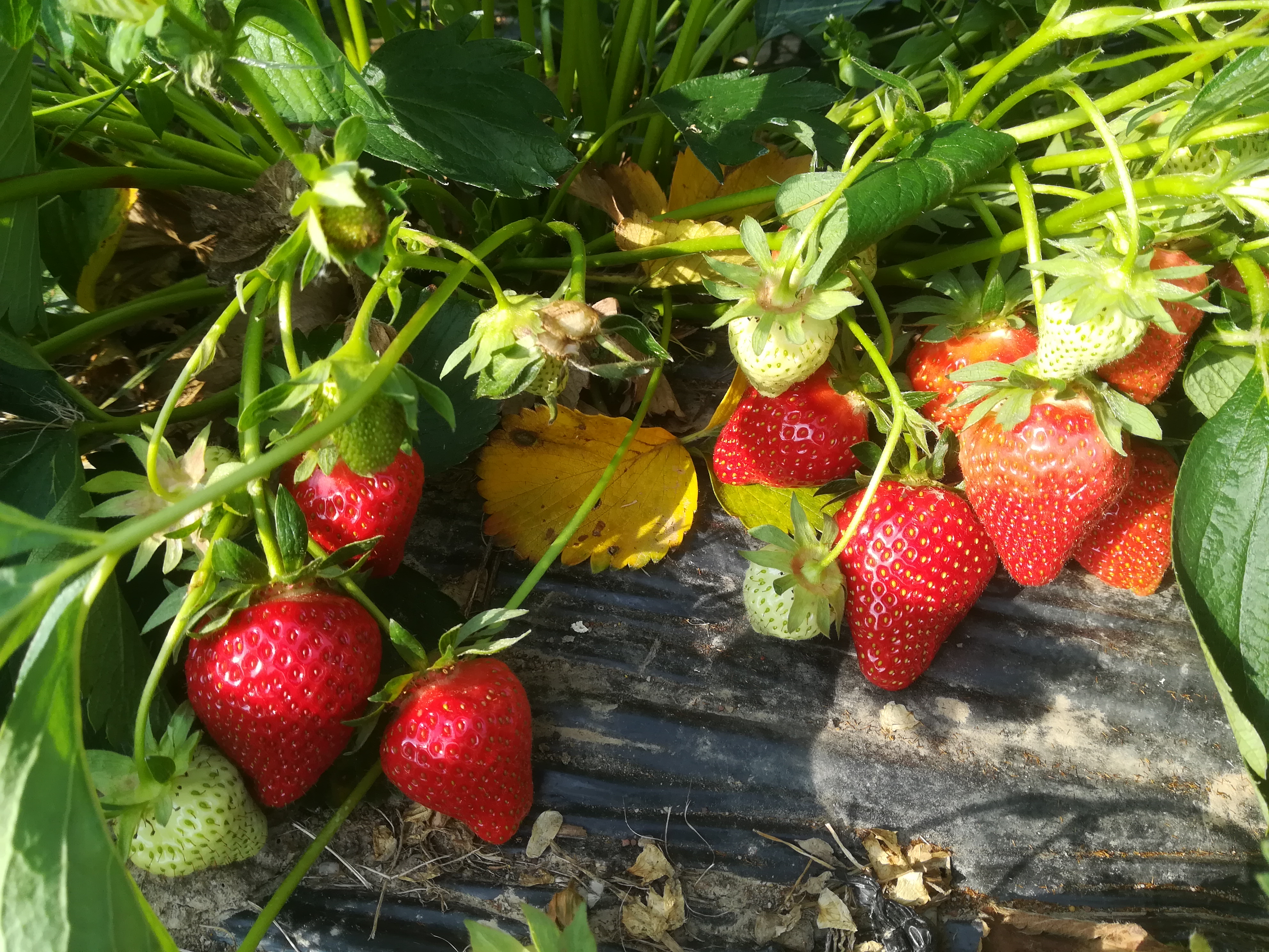FR 04062019 - Des fraises en quantité maintenant (photo du mardi 4/6/2019)